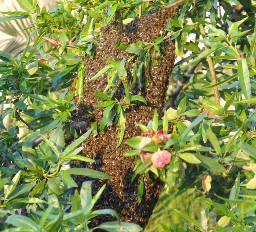 Sciamatura di Apis mellifera ssp.